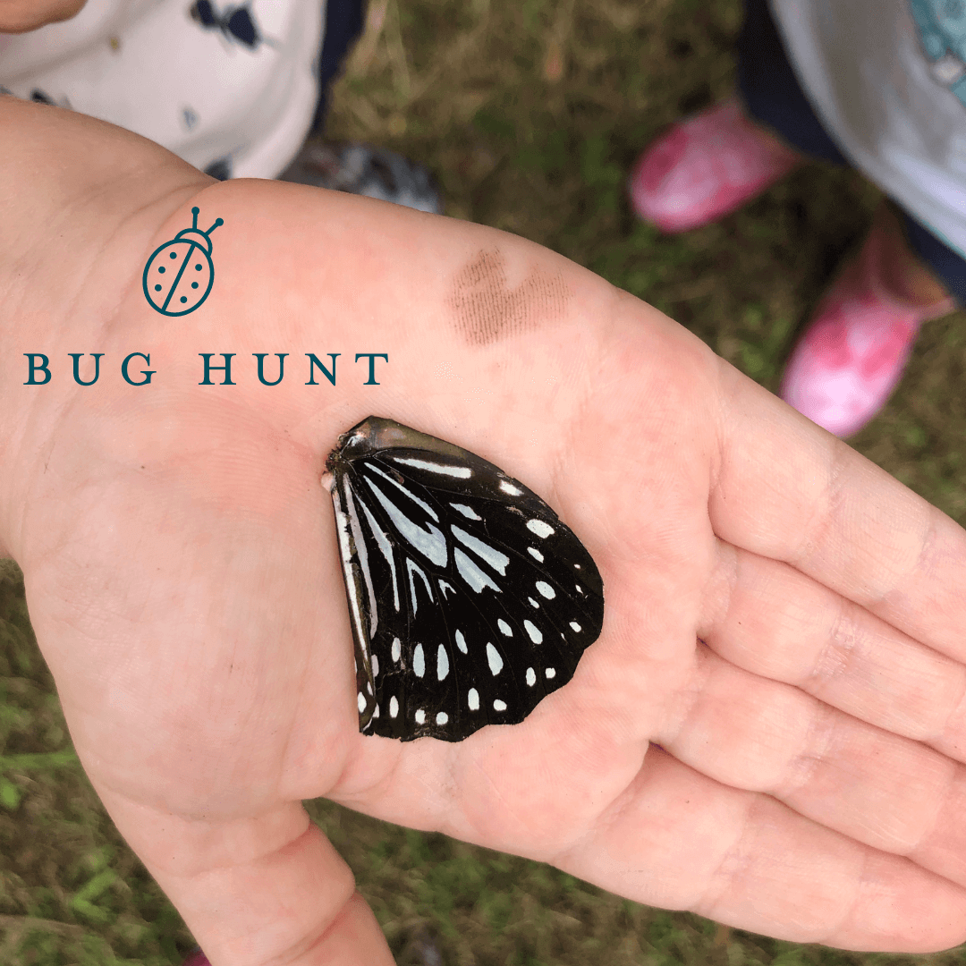 Girl's hand with a butterfly wing | Memory Makers Family Edition Bug Hunt